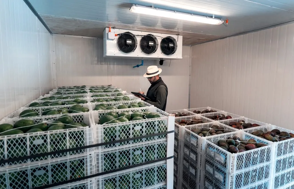 Produce stored in a commercial walk-in cooler with a ceiling evaporator